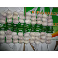 Fresh Regular White Garlic Crop 2019